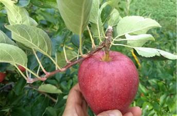 Fig. 3. Apple harvested incorrectly as the fruit was “plucked” from the tree by pulling it off. Source: M. Farcuh, University of Maryland.