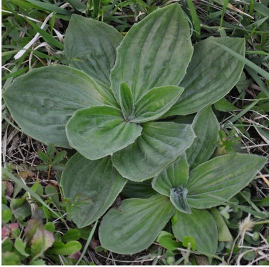 Fig. 8. Broadleaf plantain (Plantago major).  Photo: Stefano (CC)