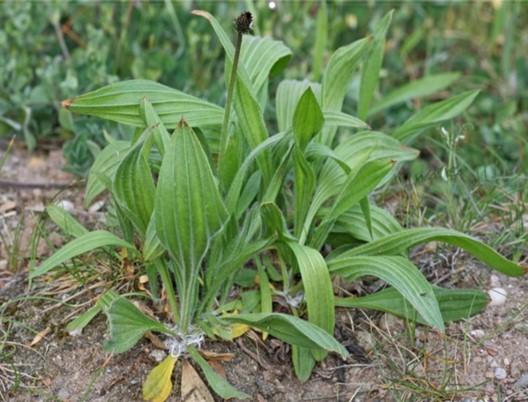 Fig. 9. Buckhorn plantain (Plantago lanceolata). Photo: Clemson University Extension