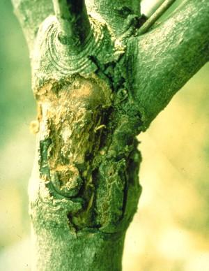 damaged bark