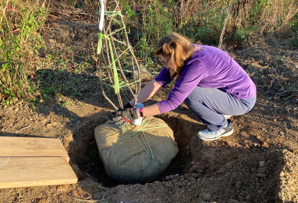 a woman setting a new tree into the ground