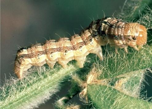 Figure 1. Yellow colored podworm feeding in soybean. Image: Clemson University, USDA Cooperative Exension Slide Series, Bugwood.org