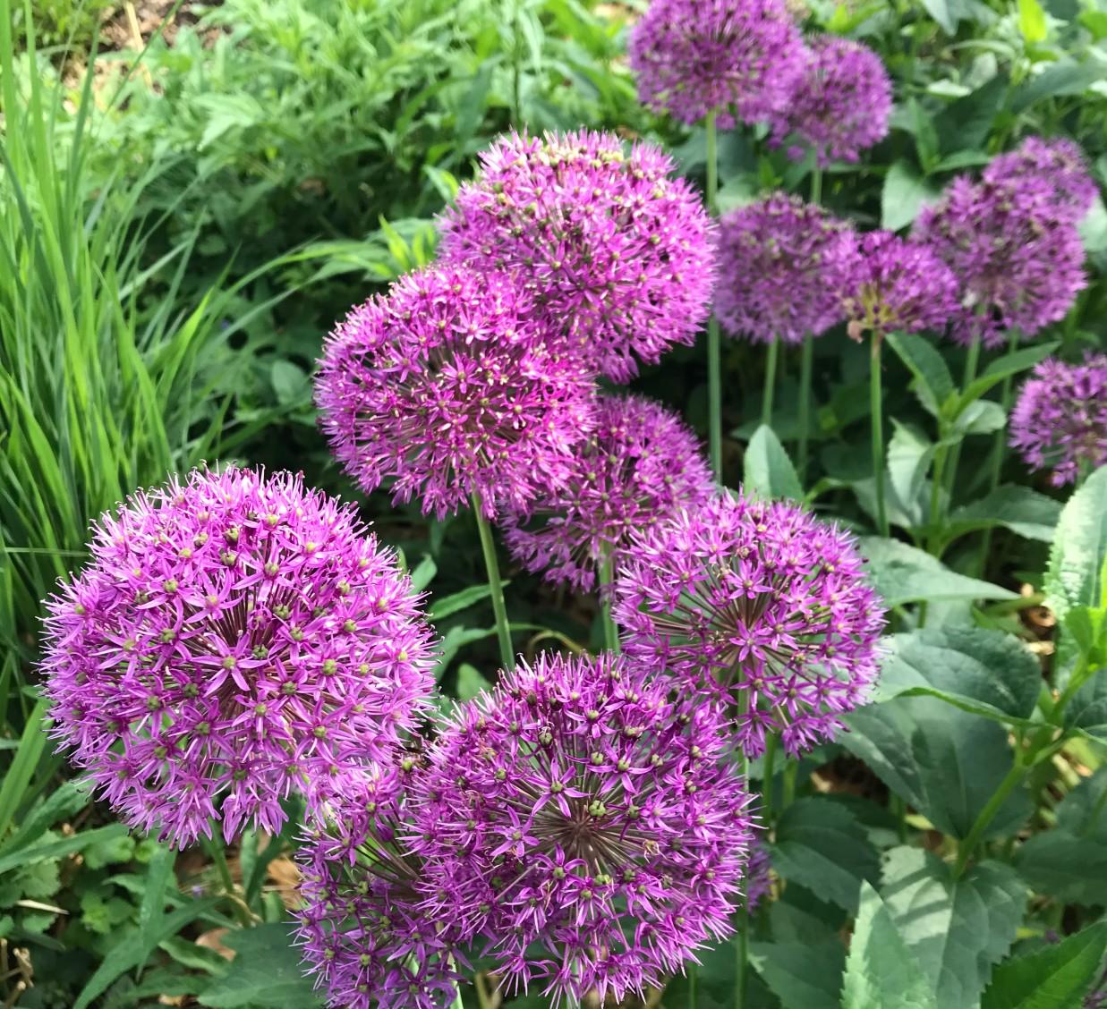 purple flowers of globe alliums in a garden