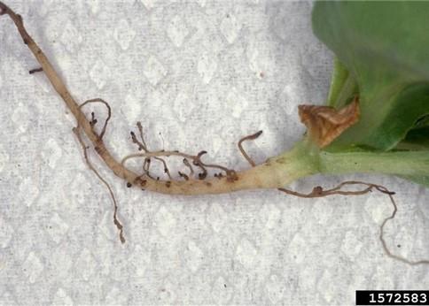 Lettuce seedling showing burned rootlets.