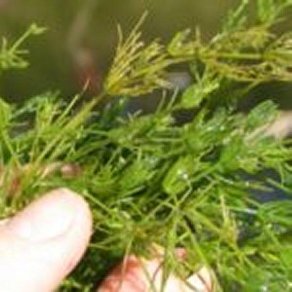 Muskgrass - Texas A&M University