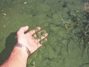 Planktonic - Texas A&M University