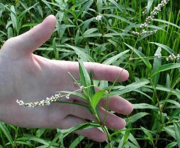 Smartweed - Texas A&M University