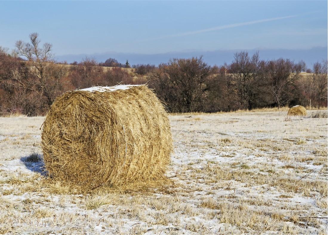 Round hay bale in snow dusted field