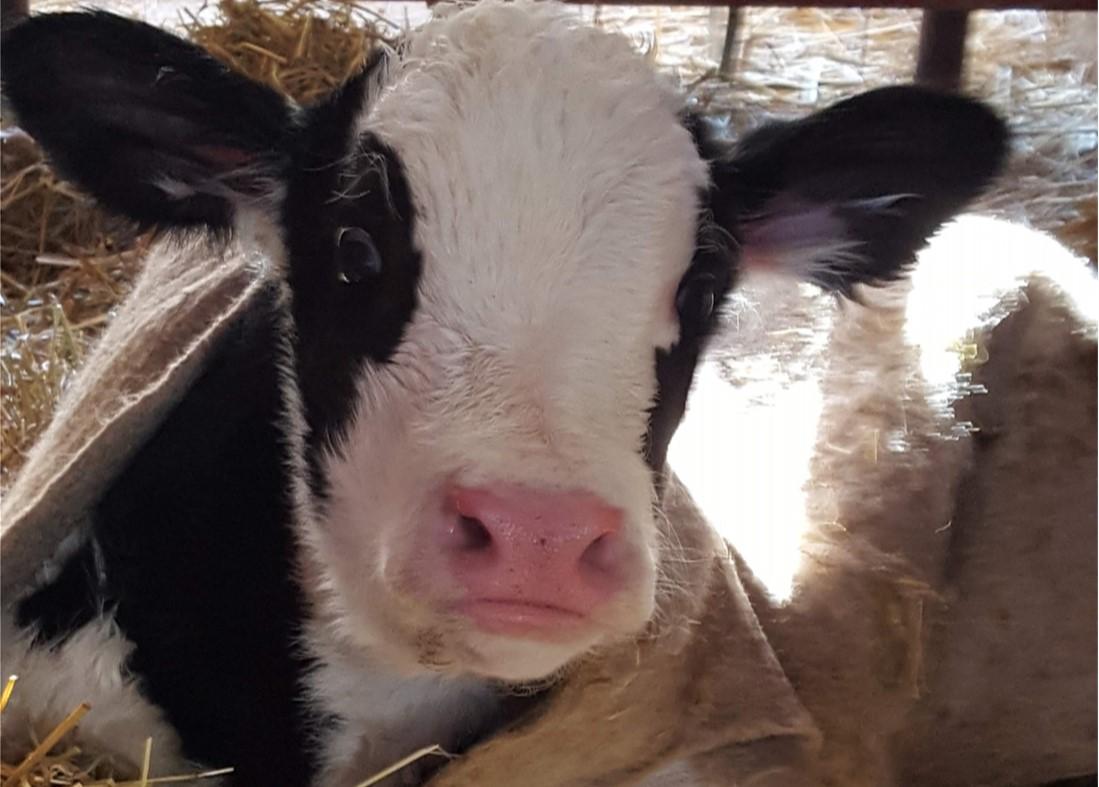 calf laying in straw 