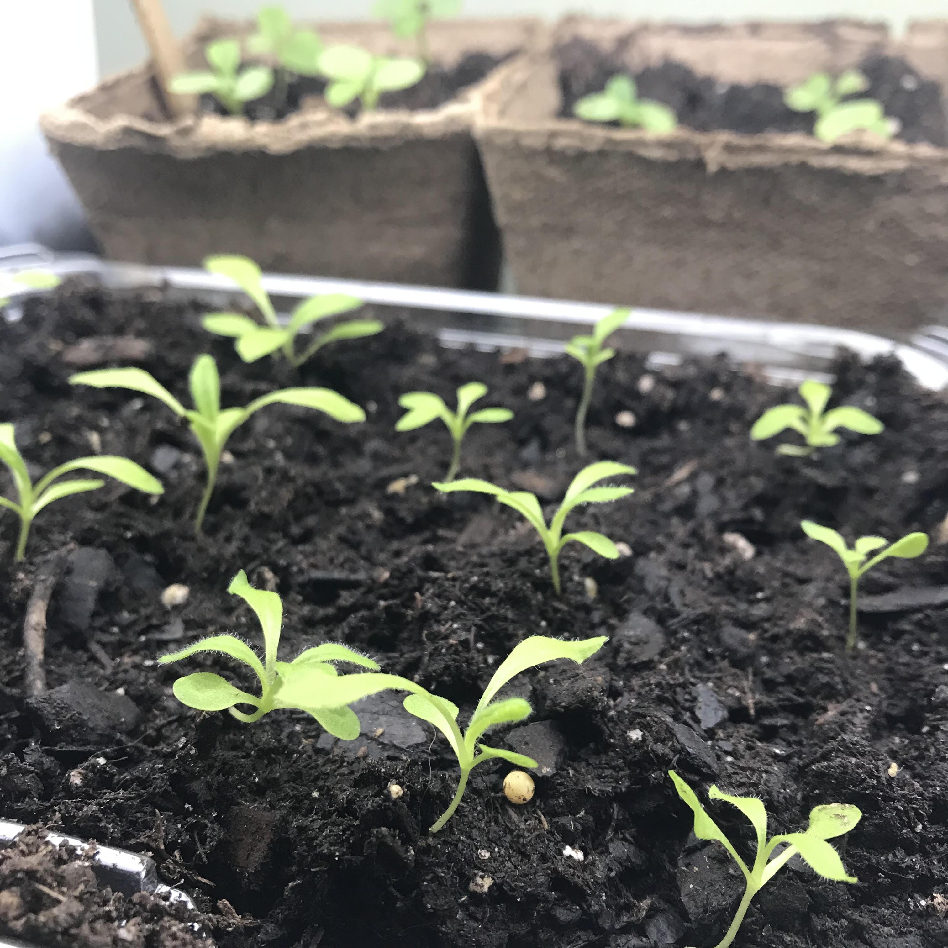 plants growing indoors under grow lights