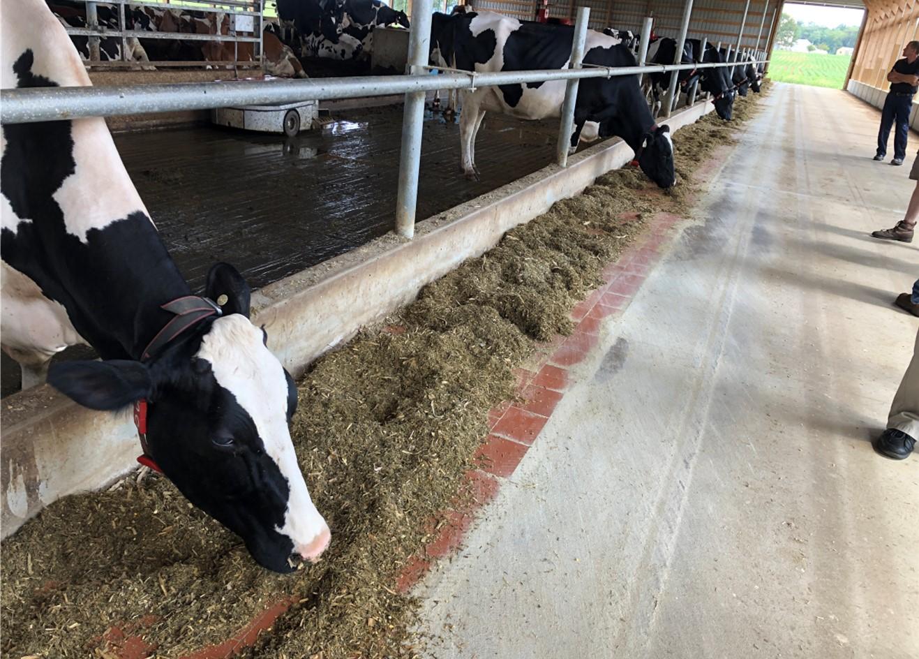 Dairy cows feeding