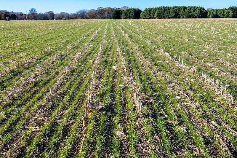 Image of cover crops growing in stubble at the Wye.