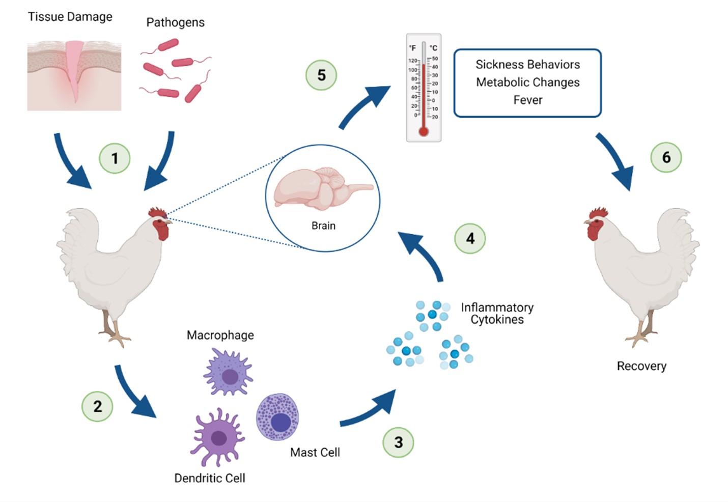 A diagram showing the path from infection or tissue damage to sickness and recovery