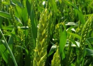 Wheat at flowering