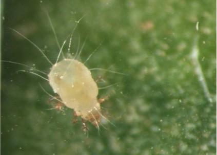 Spinach Crown Mite