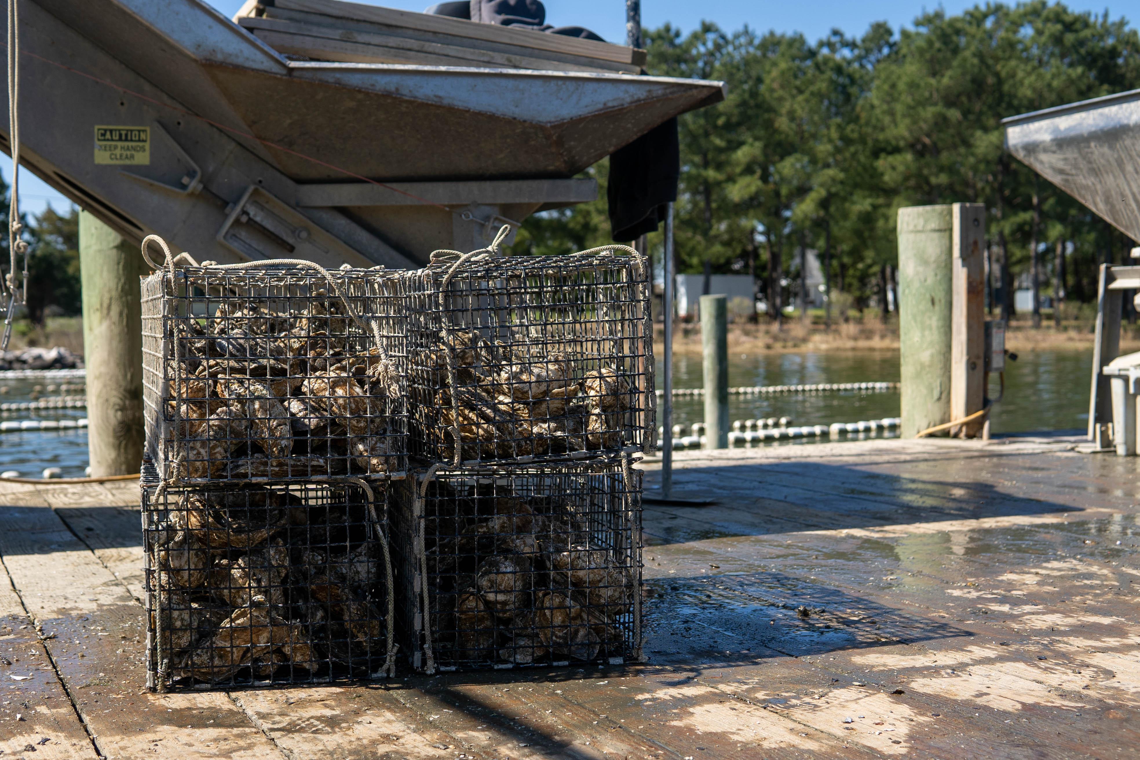 Oysters in cages