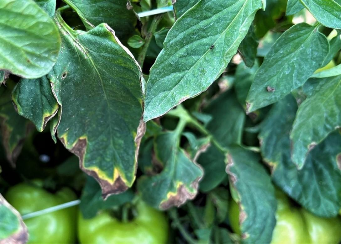 Bacterial Canker of Tomato