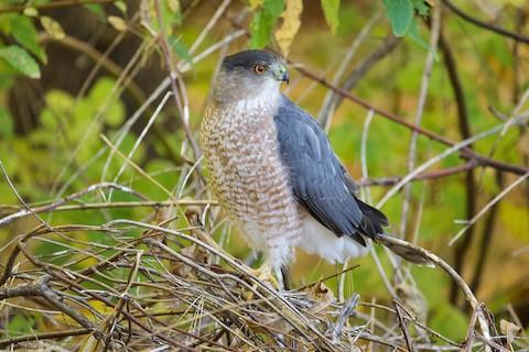 Adult Cooper's Hawk. Photo (c) Owen Strickland, Macaulay Library