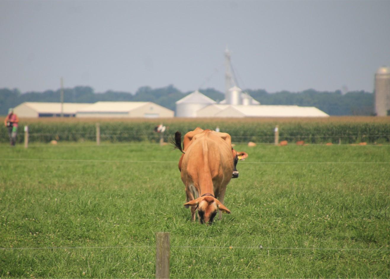 Cattle grazing at the Western Maryland Research and Education Center