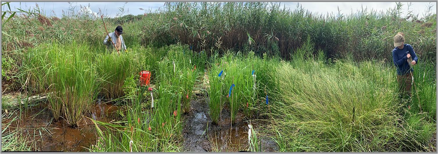 Perennial plant growth at SERC site.