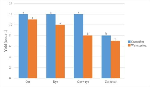 Bar graph showing the effect of spring-seeded grass cover crops on cucumber and watermelon yields. 