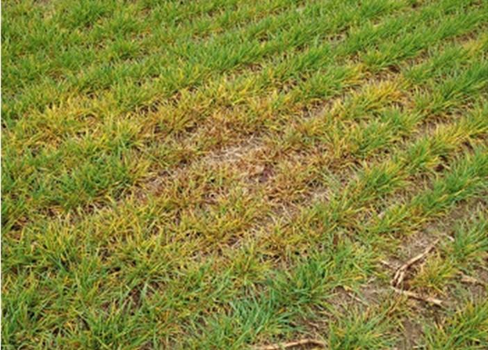 Barley Yellow Dwarf patch in a field