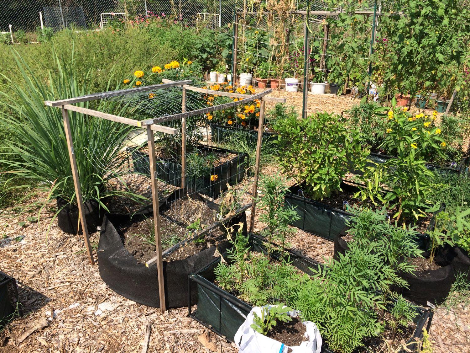 plants growing in containers at a community garden