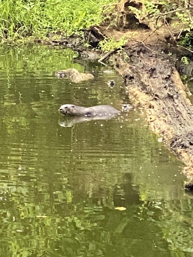 River otter in Garrett Co., MD. Photo © greener_sphere_4 via iNaturalist