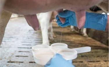 California mastitis test