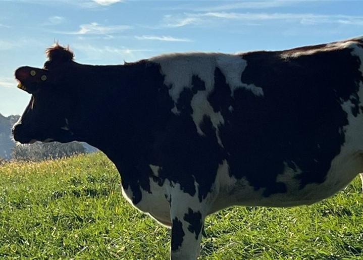 Dairy cow in pasture.