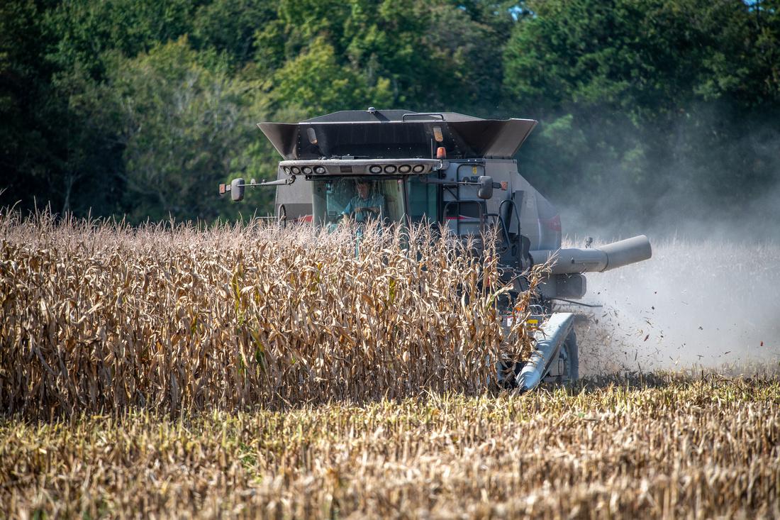 Combine harvesting corn