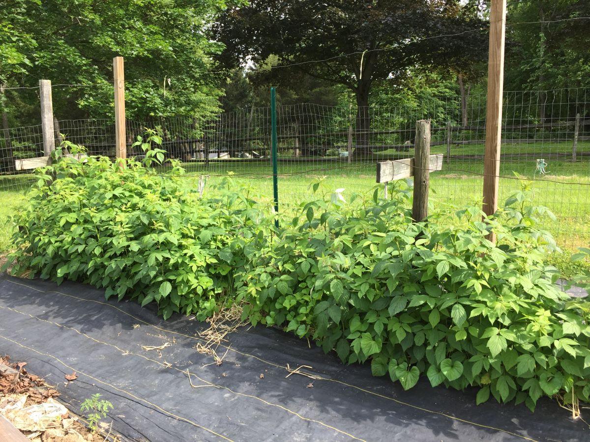 green foliage of raspberry plants growing in a row