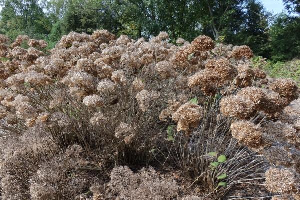 Dormant smooth hydrangea with spent flower heads