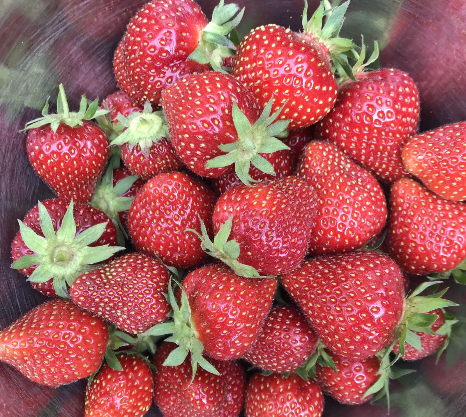 a bowl full of homegrown strawberries