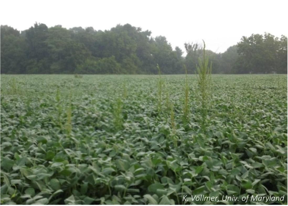 Palmer amaranth emerging through a soybean canopy