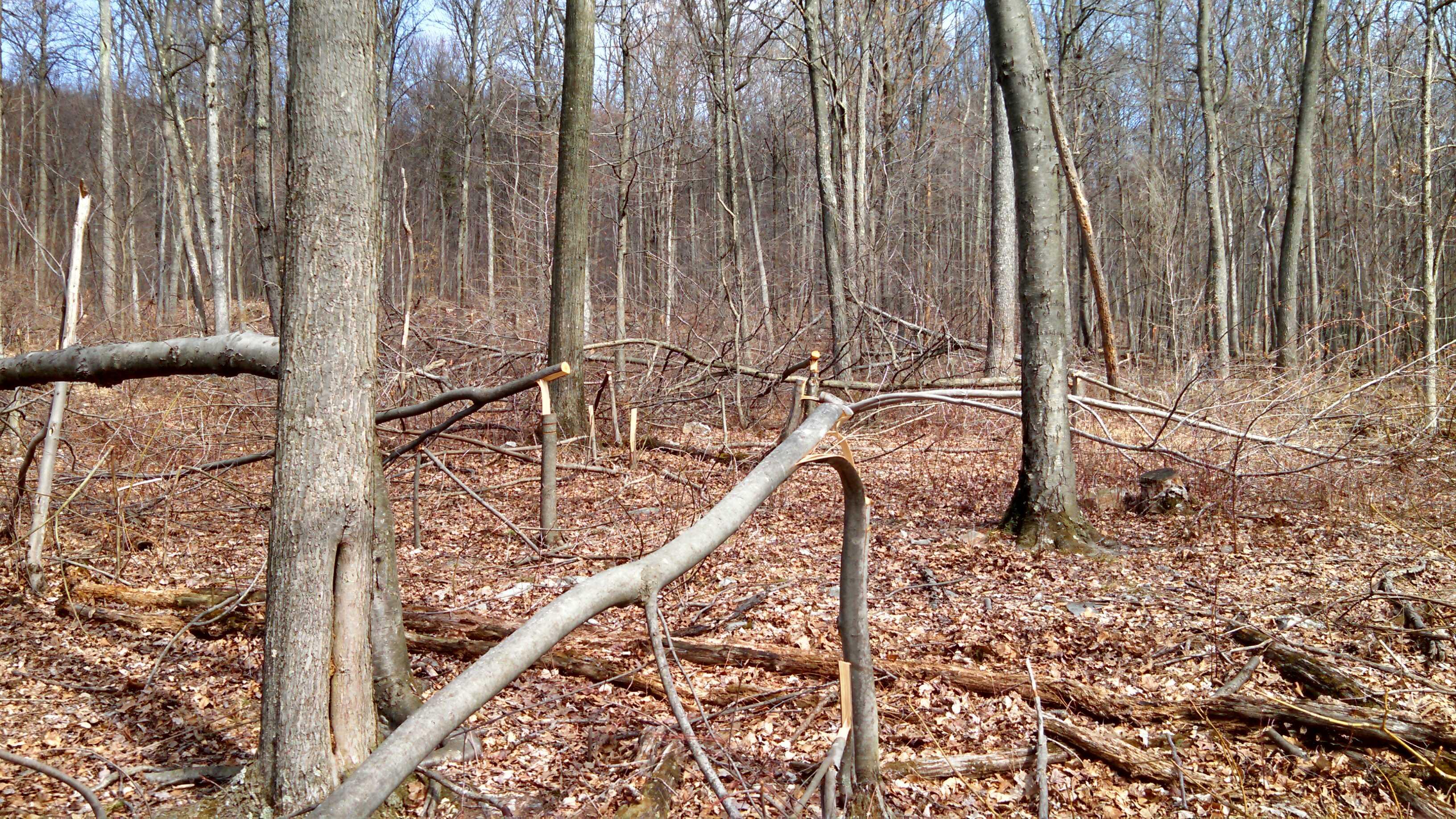 Woodland wildlife management technique for Spring 2024 Brain Tickler