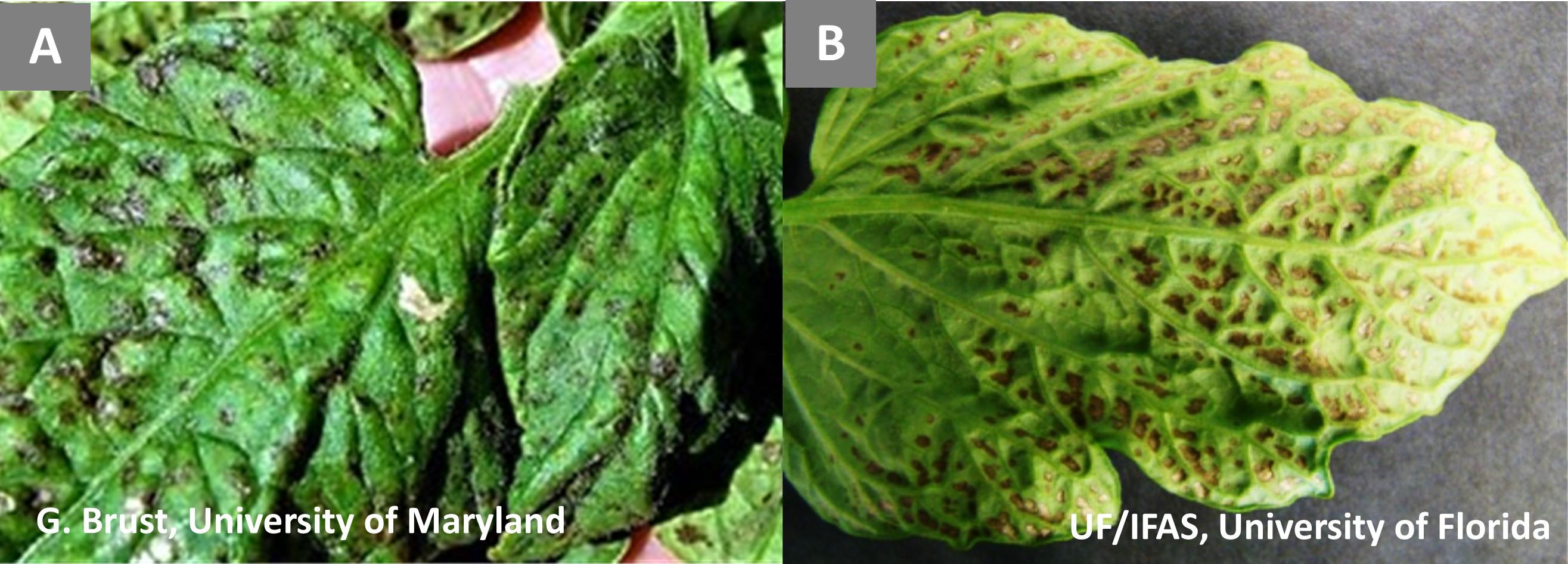 Tomato leaves with ozone damage