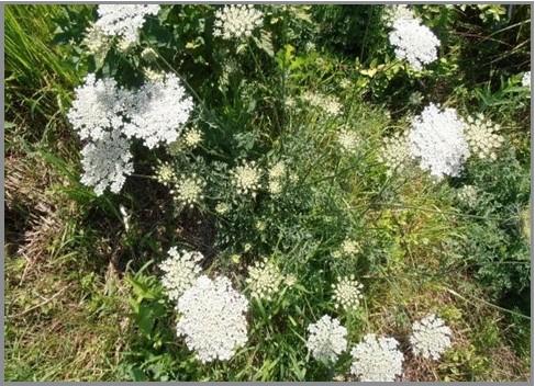 Queen Anne’s Lace (Daucus carota)