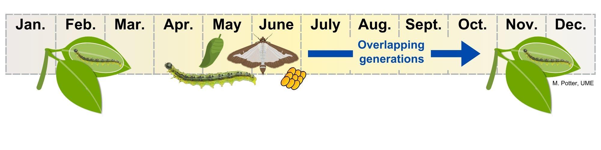 a timeline for box tree moth through the year - caterpillars active starting in April