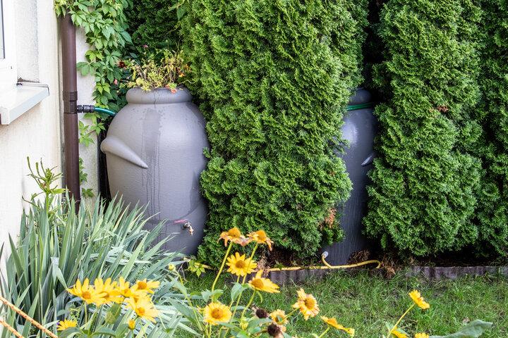 two rain barrels set up by shrubs