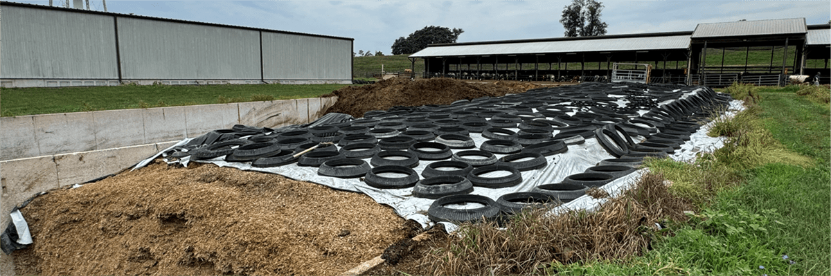 Tires and plastic covering packed silage in barn yard. 