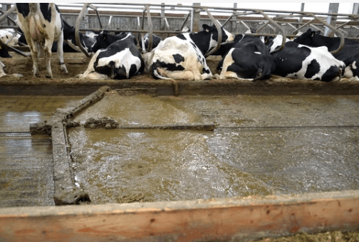 Image of Dairy Cows and their Manure