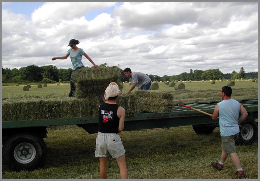 farmers loading hay bales on a trailer.