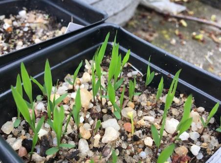 native grasses germinating from seeds