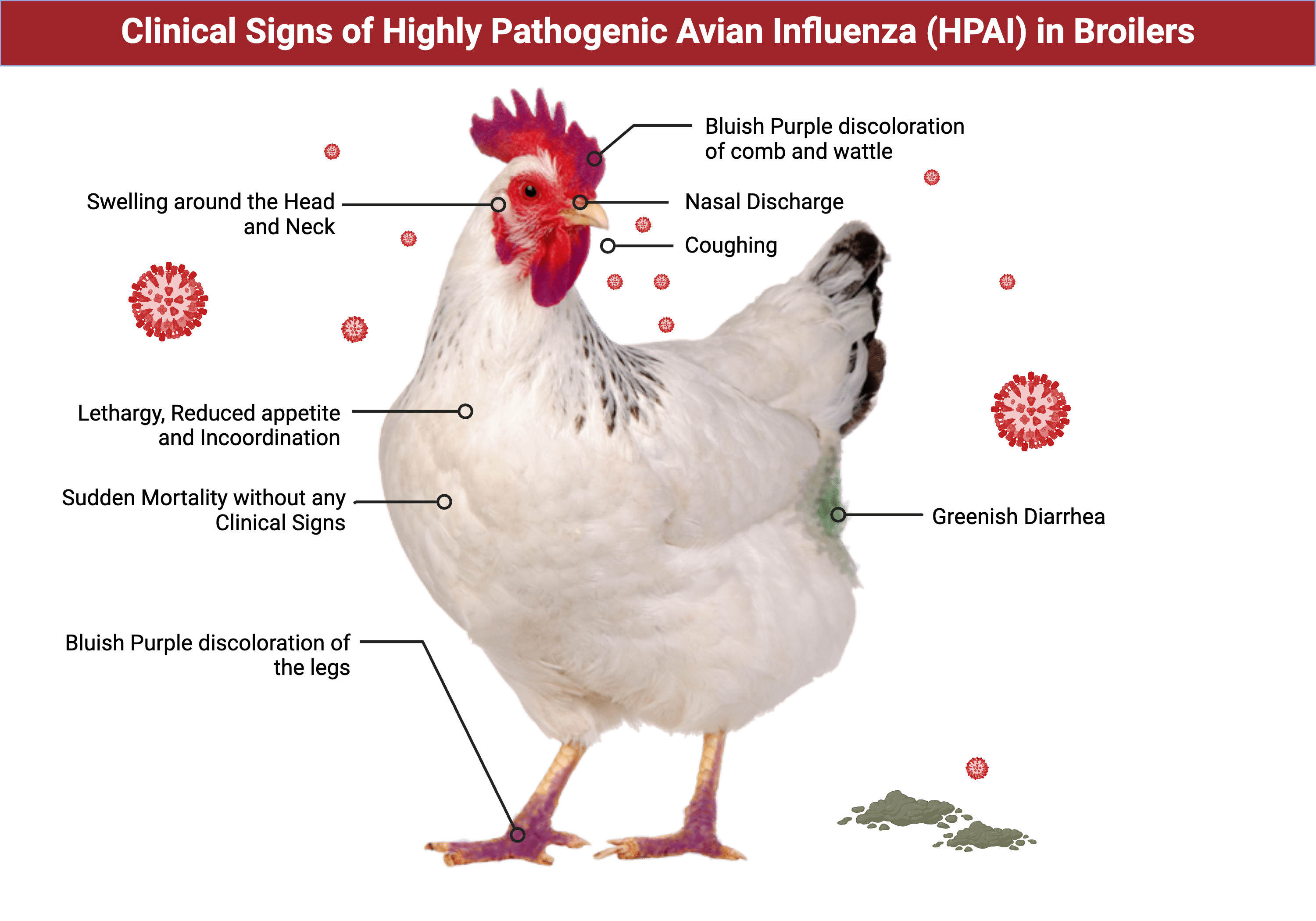 Clinical Signs of HPAI in Broilers