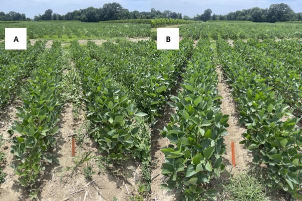  control with early postemergence applications of a) Reflex + Dual and b) Reflex + Enlist + Dual 7 weeks after planting.