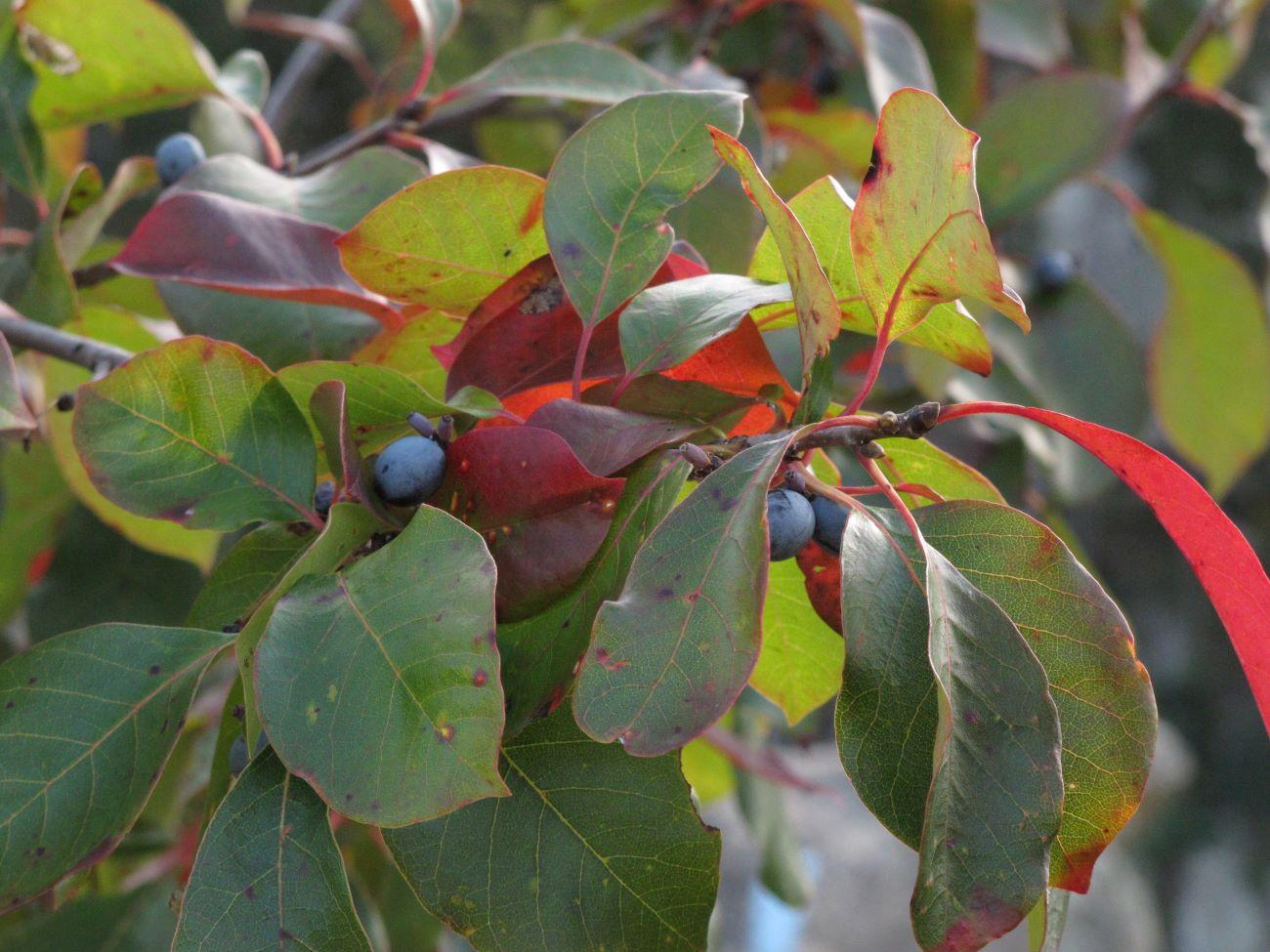 fruits of black tupelo tree