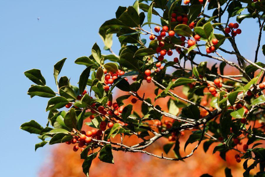 red berries on a holly tree