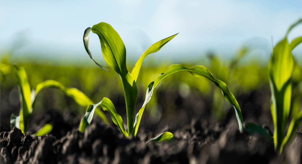 Corn growing in field