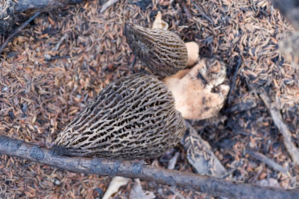 Morel Mushrooms in the forest